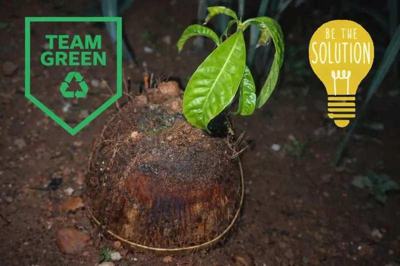 Coconut Shell as a Nursery Pot