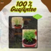 Panchagavya Liquid Fertilizer | Natural Plant Growth Promoter | 100% Organic