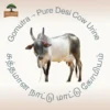 10 Fresh Gomutra from Native Kangayam Cows | Natural Organic Farming Input