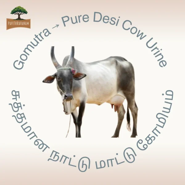 10 Fresh Gomutra from Native Kangayam Cows | Natural Organic Farming Input