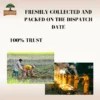 11 Fresh Gomutra from Native Kangayam Cows | Natural Organic Farming Input